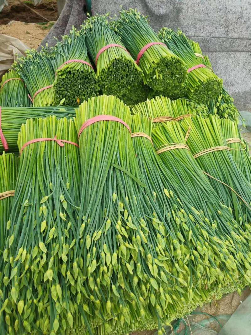 山东韭菜苔大量上市保质保量欢迎选购货源充足
