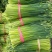 山东韭菜苔大量上市保质保量欢迎选购货源充足