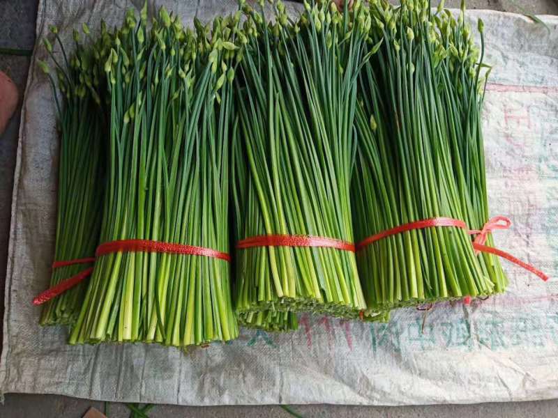 山东韭菜苔大量上市保质保量欢迎选购货源充足