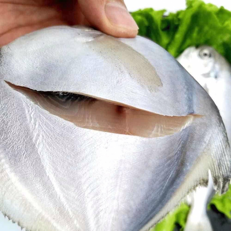 海捕鲳鱼新鲜速冻白鲳鱼银鲳鱼鳊平鱼