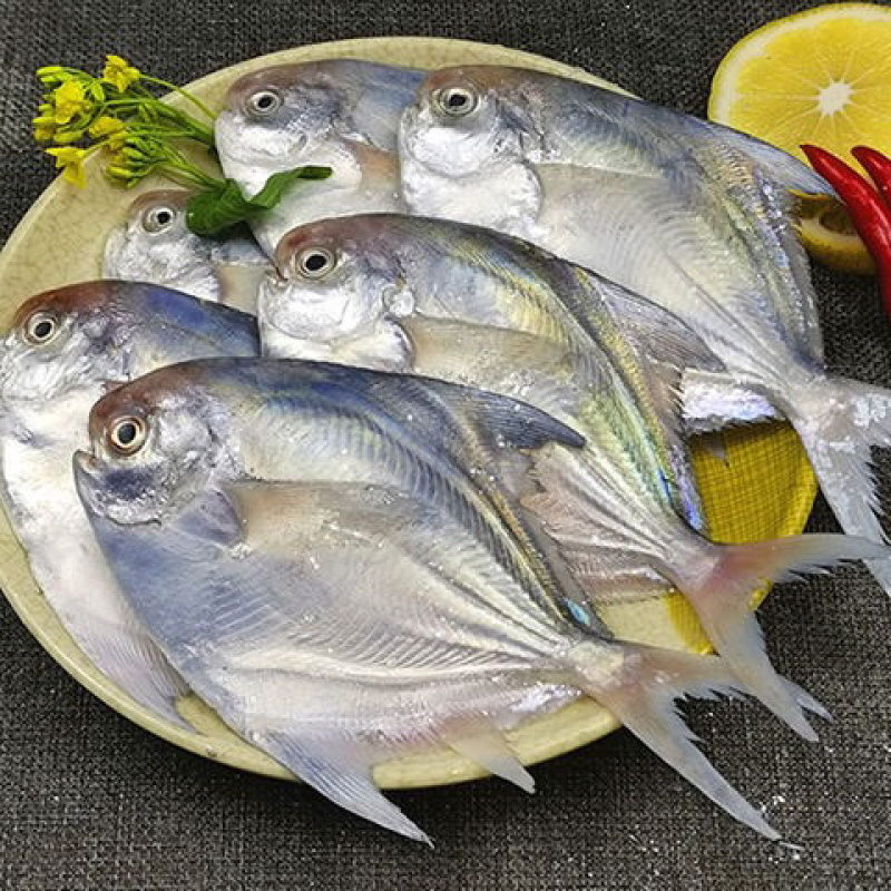 海捕鲳鱼新鲜速冻白鲳鱼银鲳鱼鳊平鱼