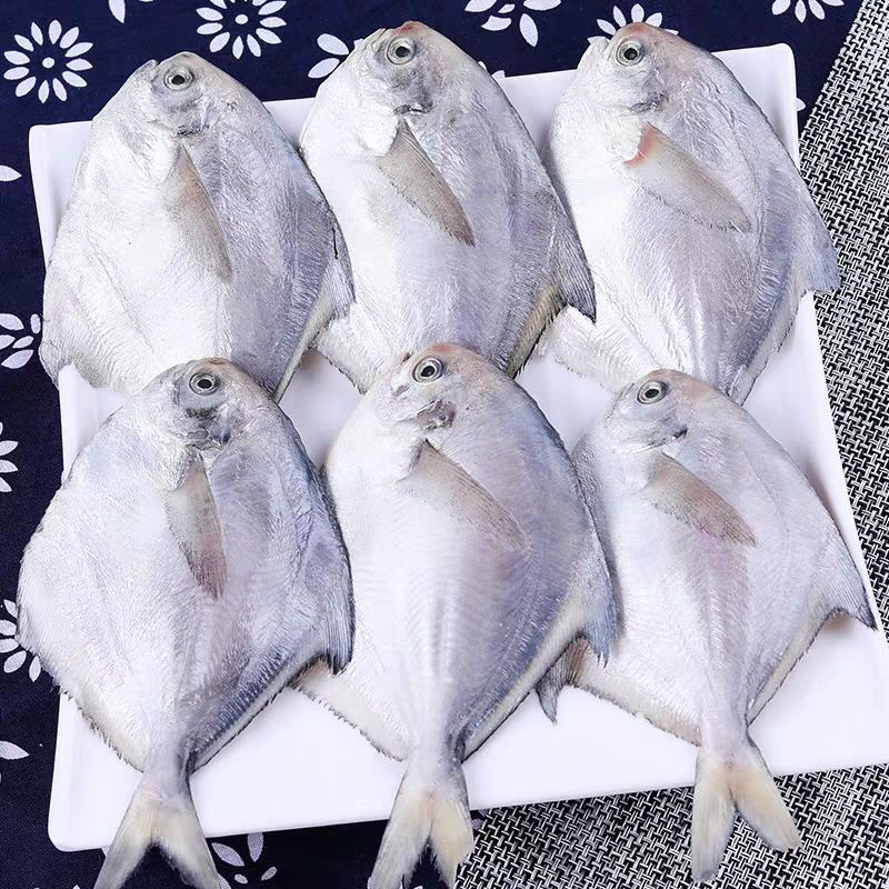海捕鲳鱼新鲜速冻白鲳鱼银鲳鱼鳊平鱼