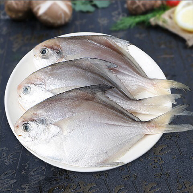 海捕鲳鱼新鲜速冻白鲳鱼银鲳鱼鳊平鱼