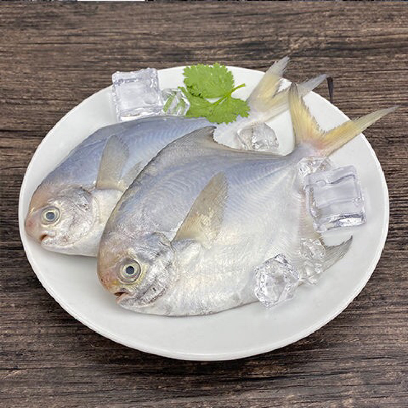 海捕鲳鱼新鲜速冻白鲳鱼银鲳鱼鳊平鱼