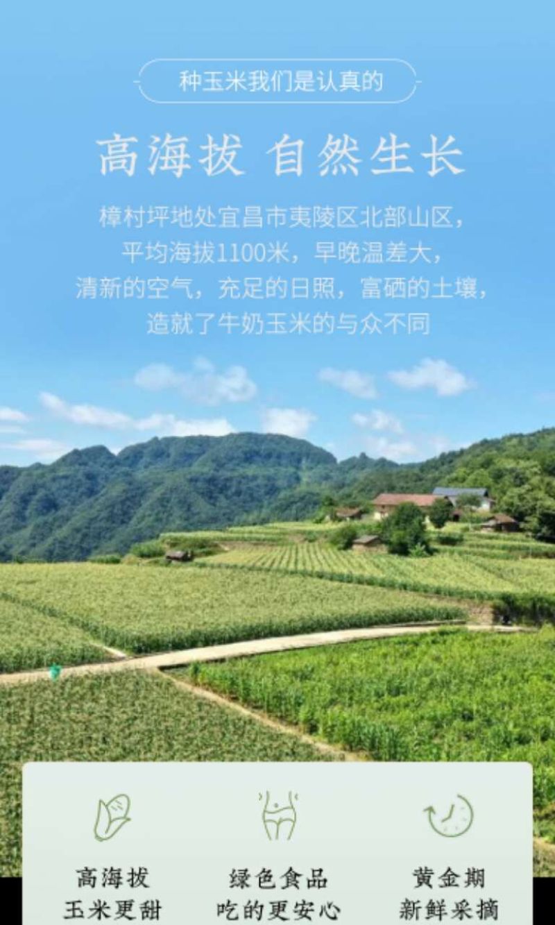 湖北宜昌富硒牛奶水果玉米