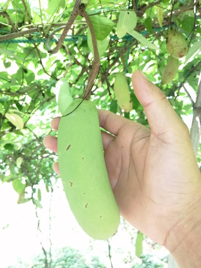 杭州千岛湖中华肾果八月瓜