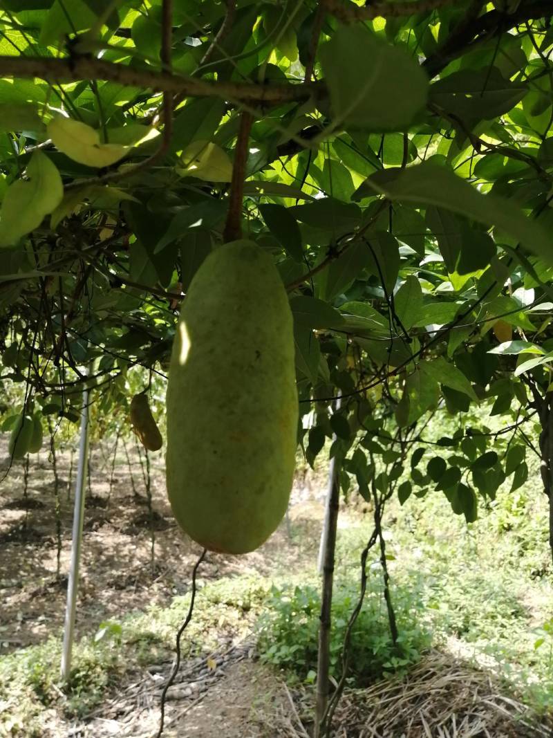 杭州千岛湖中华肾果八月瓜