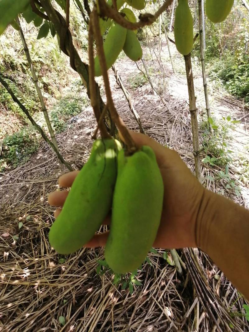 杭州千岛湖中华肾果八月瓜
