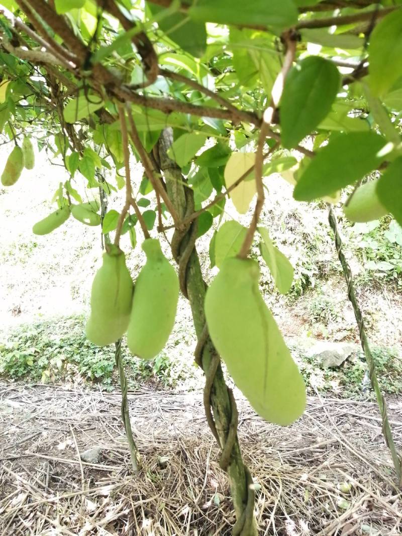 杭州千岛湖中华肾果八月瓜