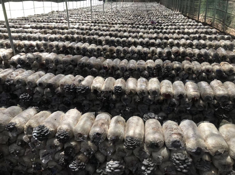 平菇晚秋冬季早春出菇菌棒