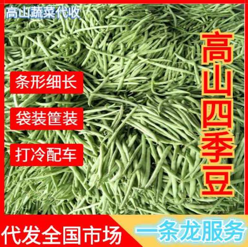 四季豆，架豆，红花白荚15~20厘米基地直供，量大从优