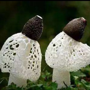 我处三个月之内新鲜竹荪出售