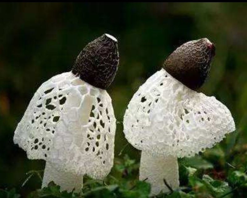 我处三个月之内新鲜竹荪出售