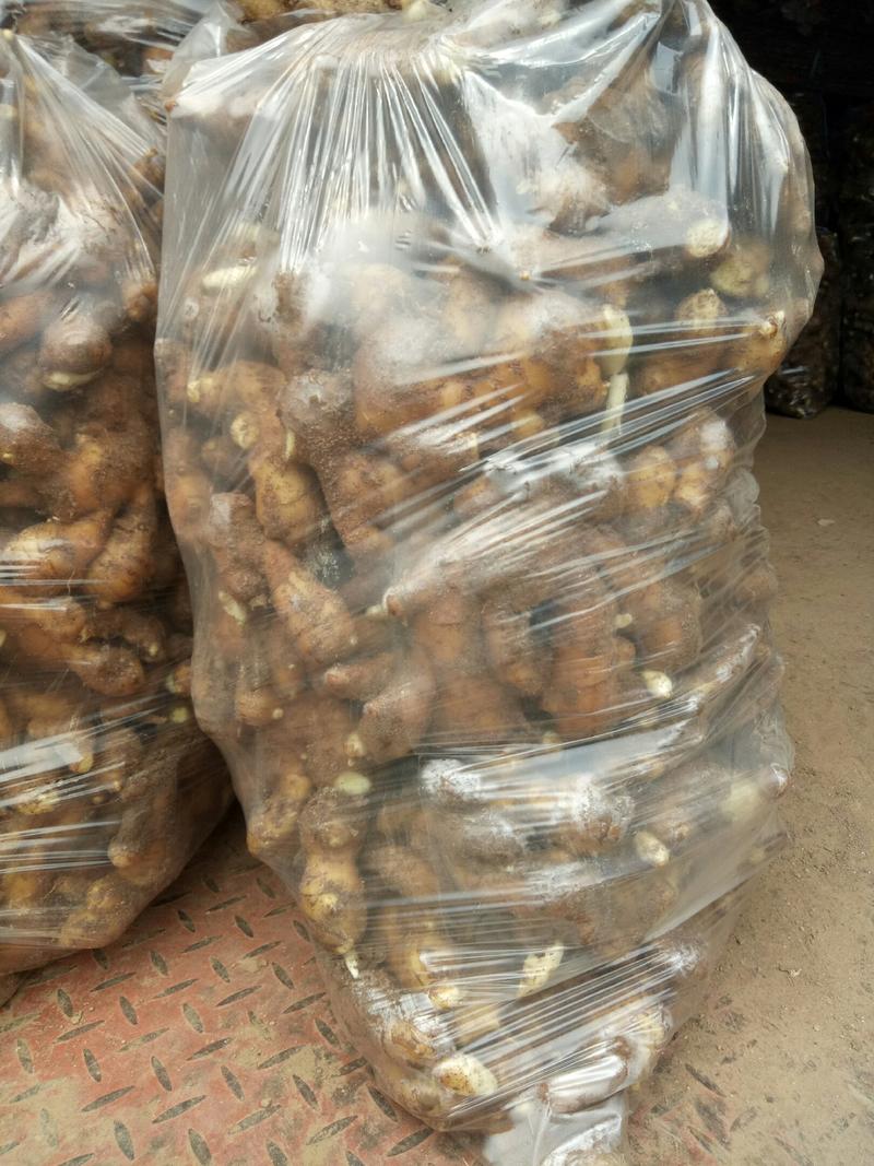 安丘优质红芽姜，存姜大量有货，产地直供，一手货源。