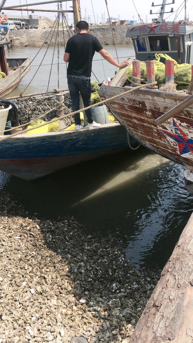 渤海湾，生蚝自家码头批发，可来码头看，可自取可整车发货