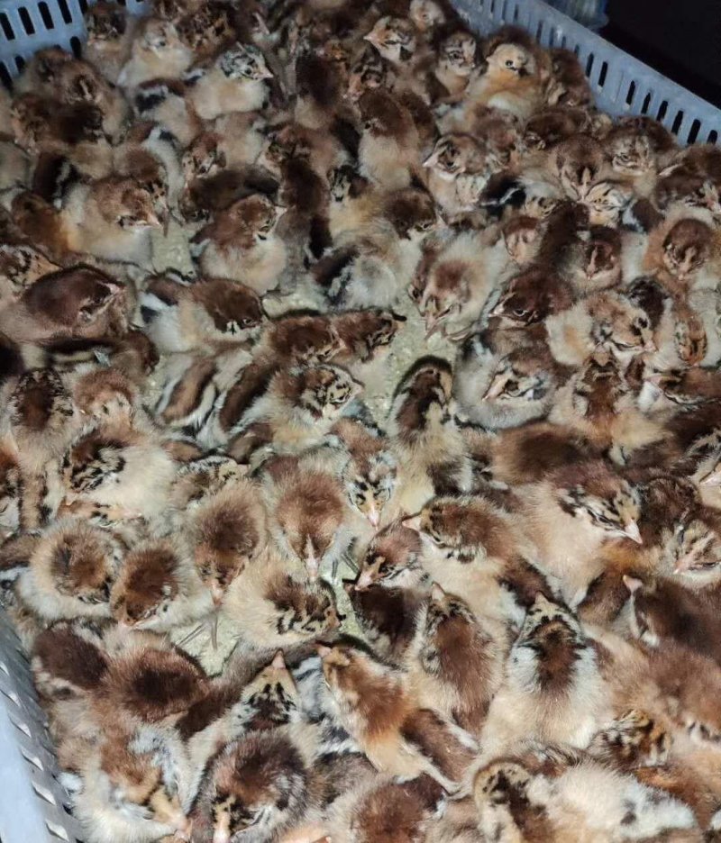 青脚麻鸡苗！包邮包疫苗包成活多买多送欢迎采购