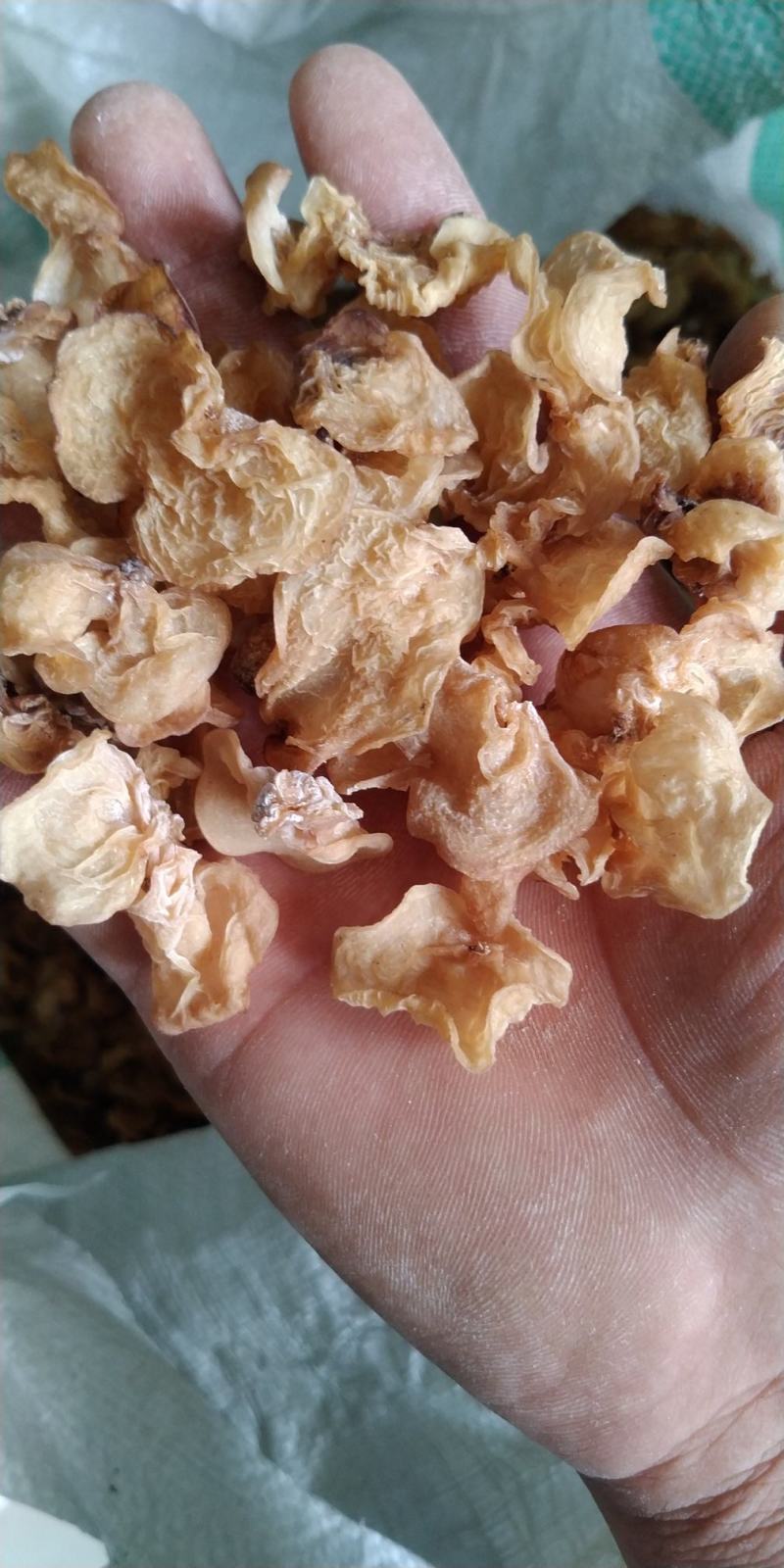 羊肚耳，沙耳，脆皮菇。产地直接供应