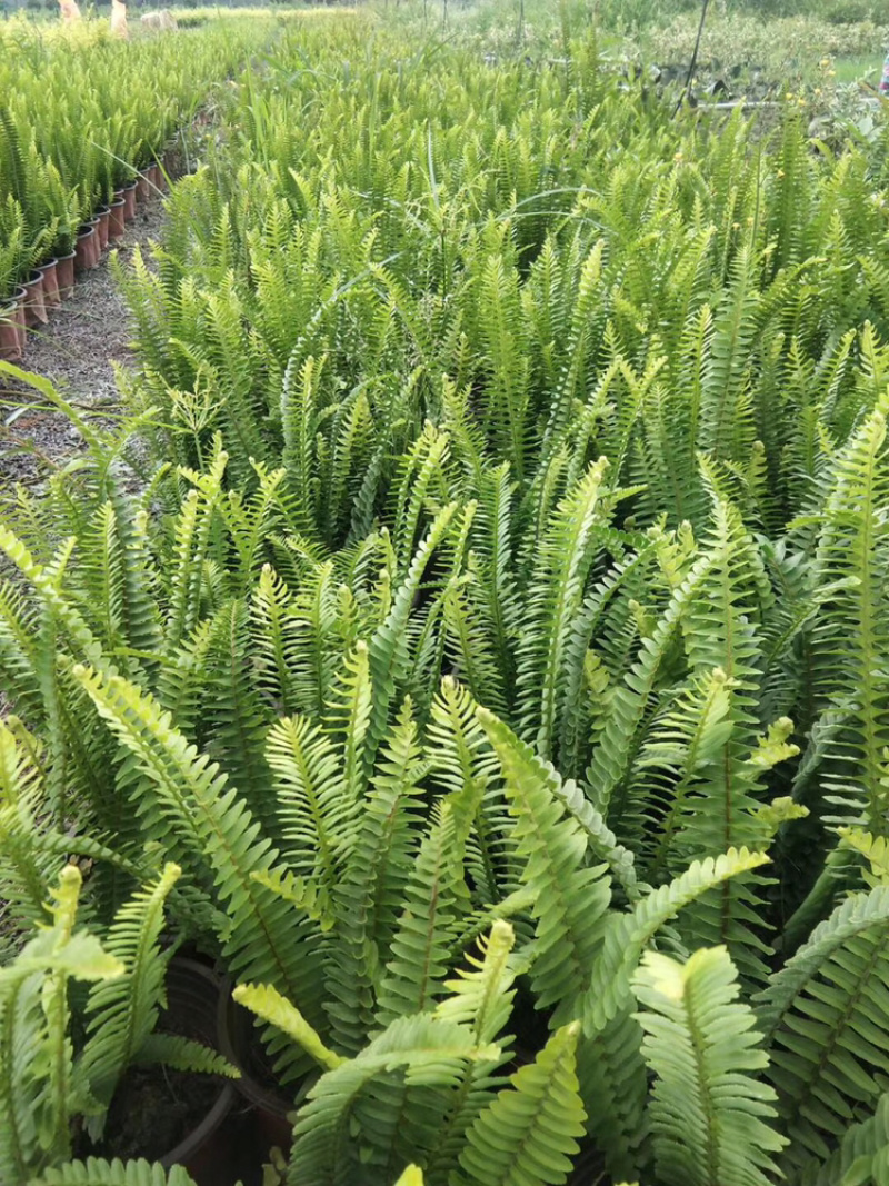 肾撅货好高度钧匀分点多