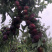 湖北枣阳李子小宝石，个大，口感佳