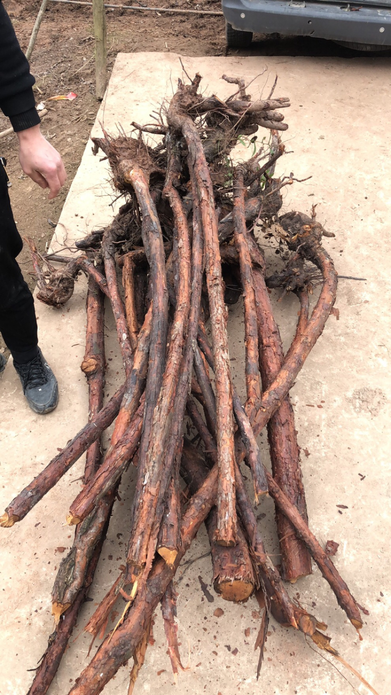 【推荐】红刺藤基地直发价格优惠对接全国欢迎来电订货合作