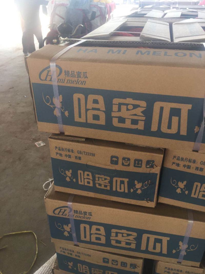 民勤〈哈密瓜〉〈金红宝〉〈银帝〉蜜瓜