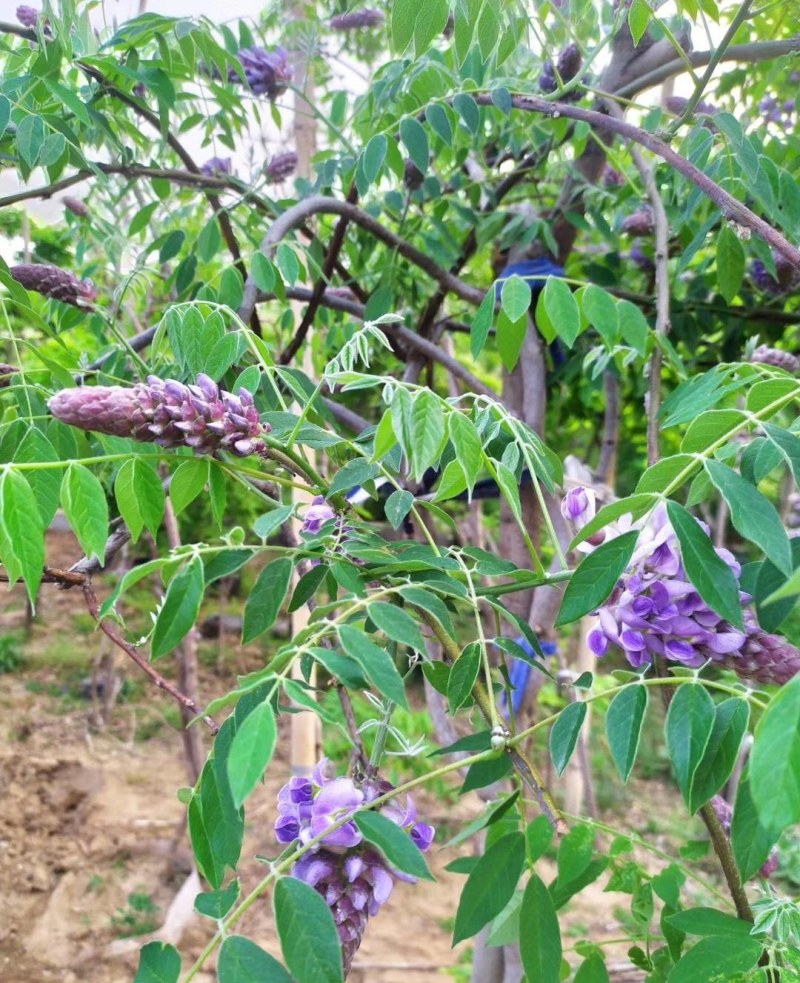 当年籽播紫藤种苗，丰花紫藤，紫水晶，阿知有少量