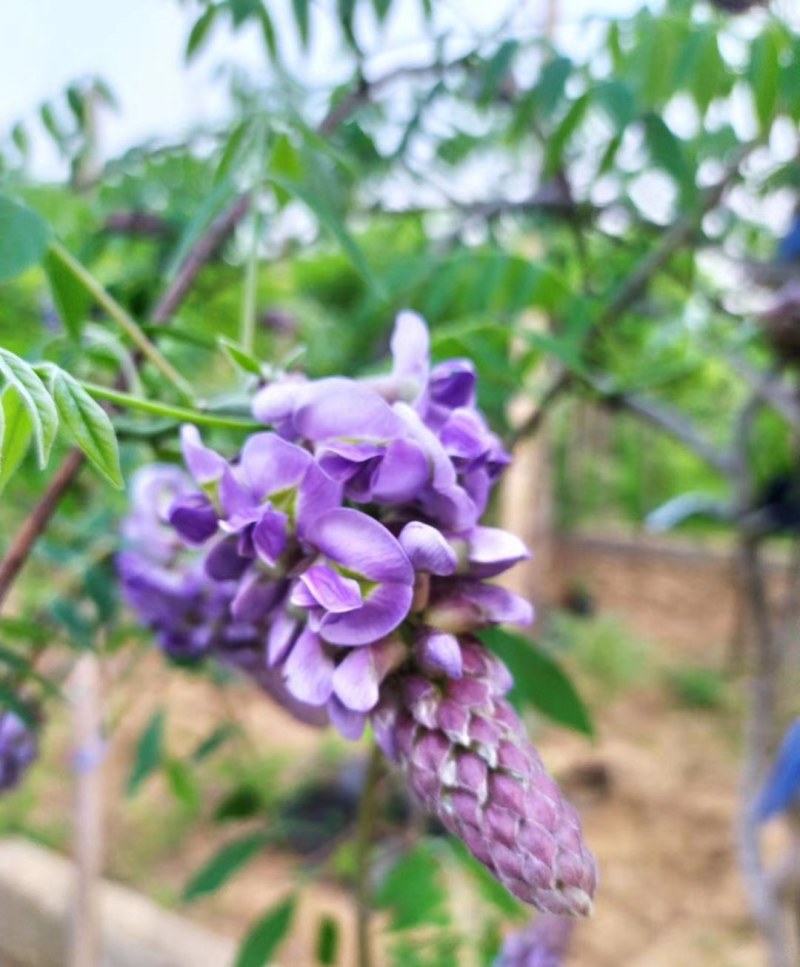 当年籽播紫藤种苗，丰花紫藤，紫水晶，阿知有少量