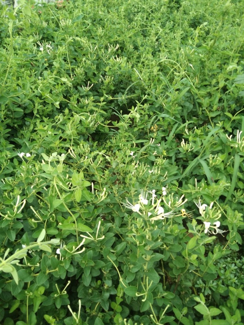 致富树苗批发零售金银花苗木