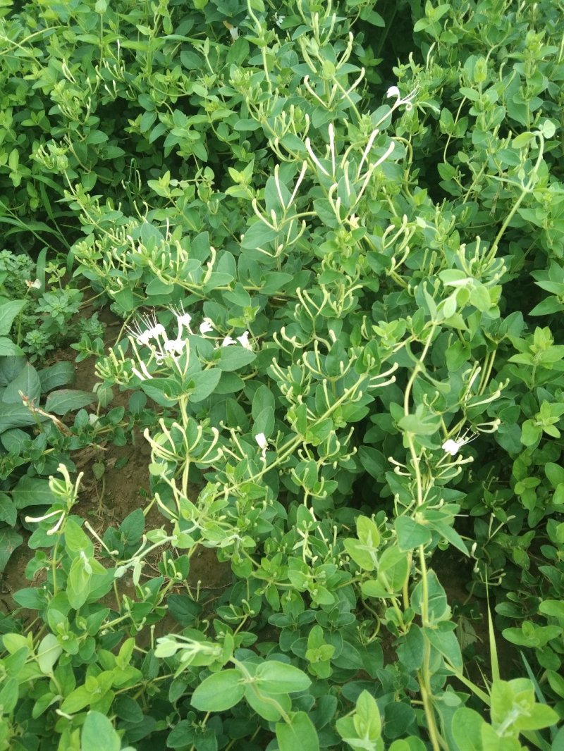 致富树苗批发零售金银花苗木