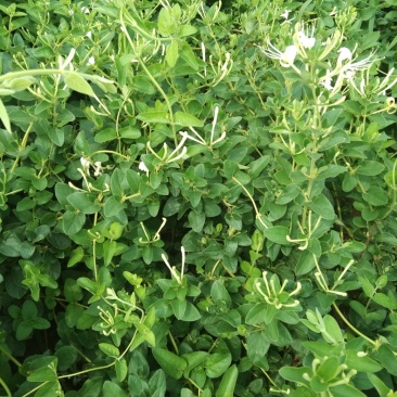 致富树苗批发零售金银花苗木