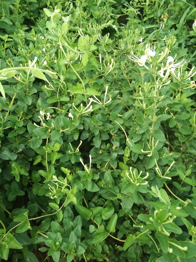 致富树苗批发零售金银花苗木
