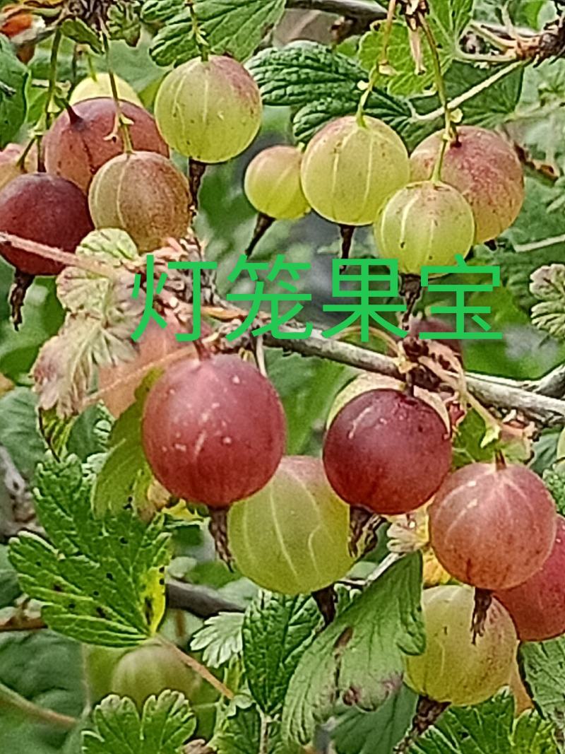 灯笼果苗，批发三年生大灯笼果苗，保证大果的而且特别好吃。