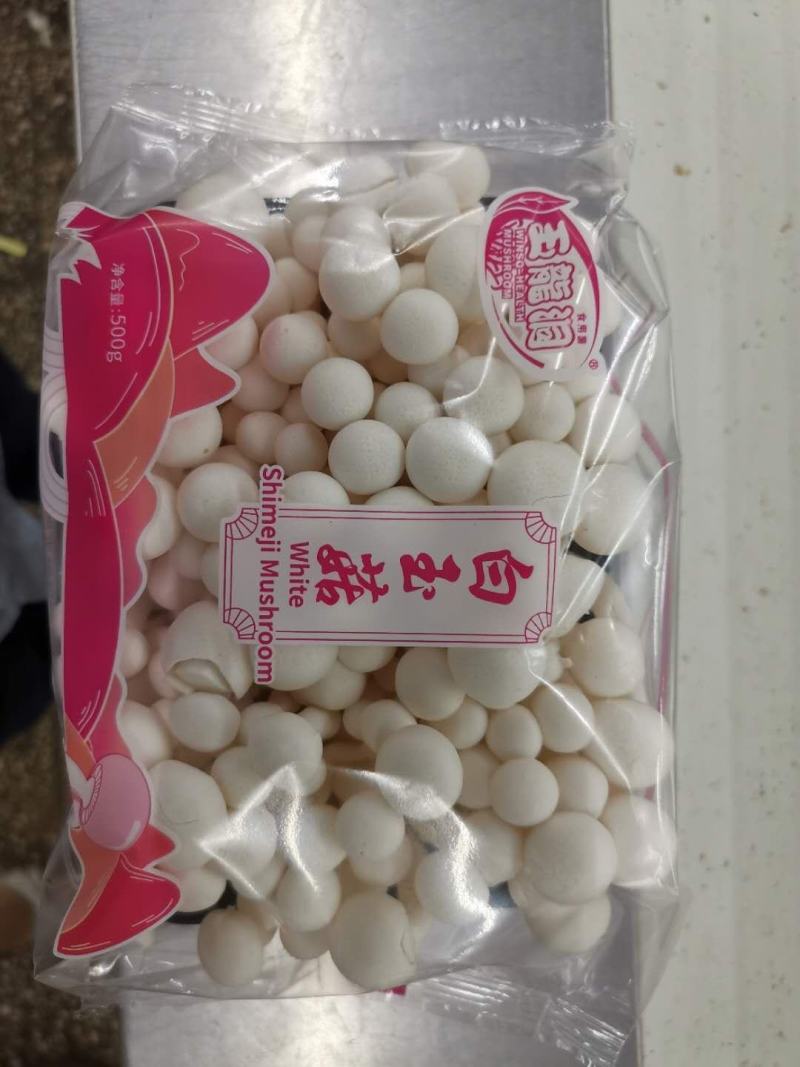 白玉菇各种包装各种规格山东地区诚招代理