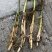 芦苇苗治理水污染河道绿化