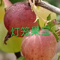 供应灯笼果苗，批发2年生挂果苗，一次性投资终身受益保证质