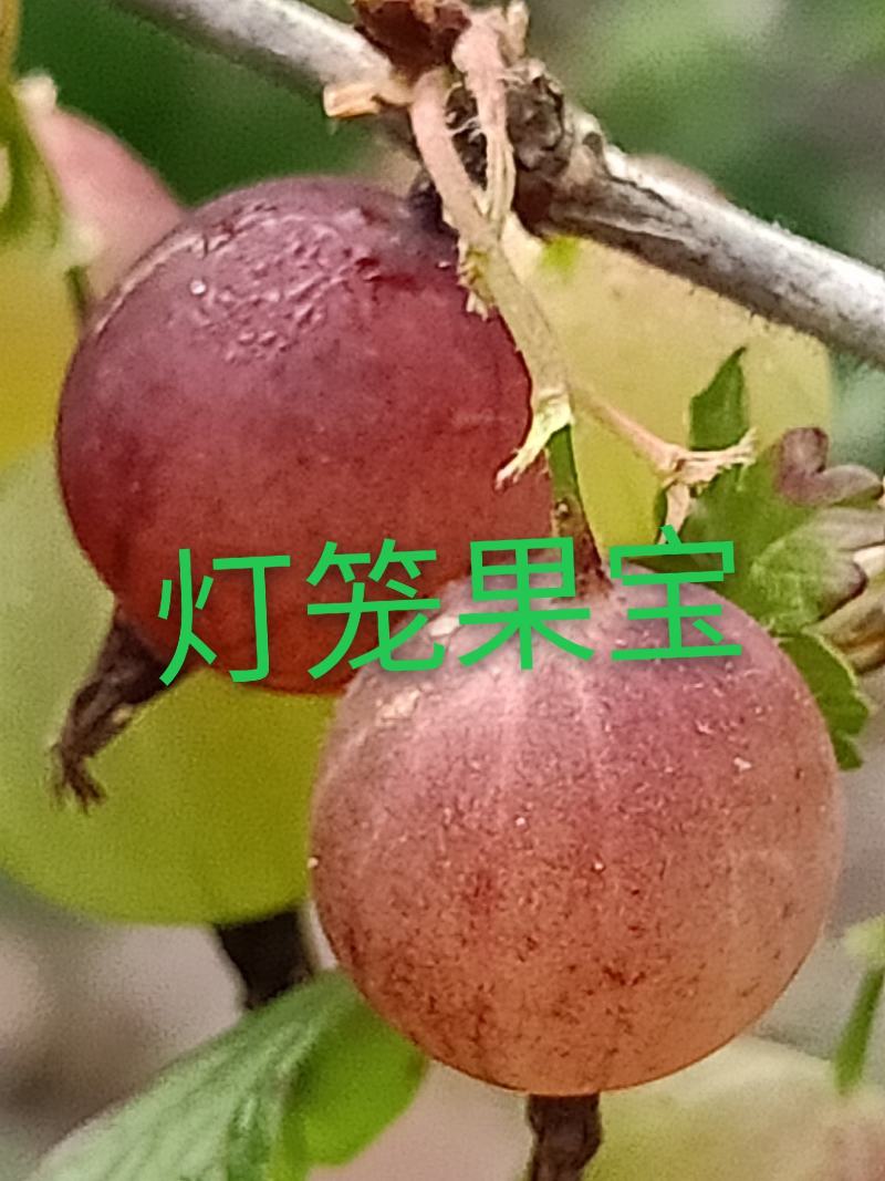 供应灯笼果苗，批发2年生挂果苗，一次性投资终身受益保证质