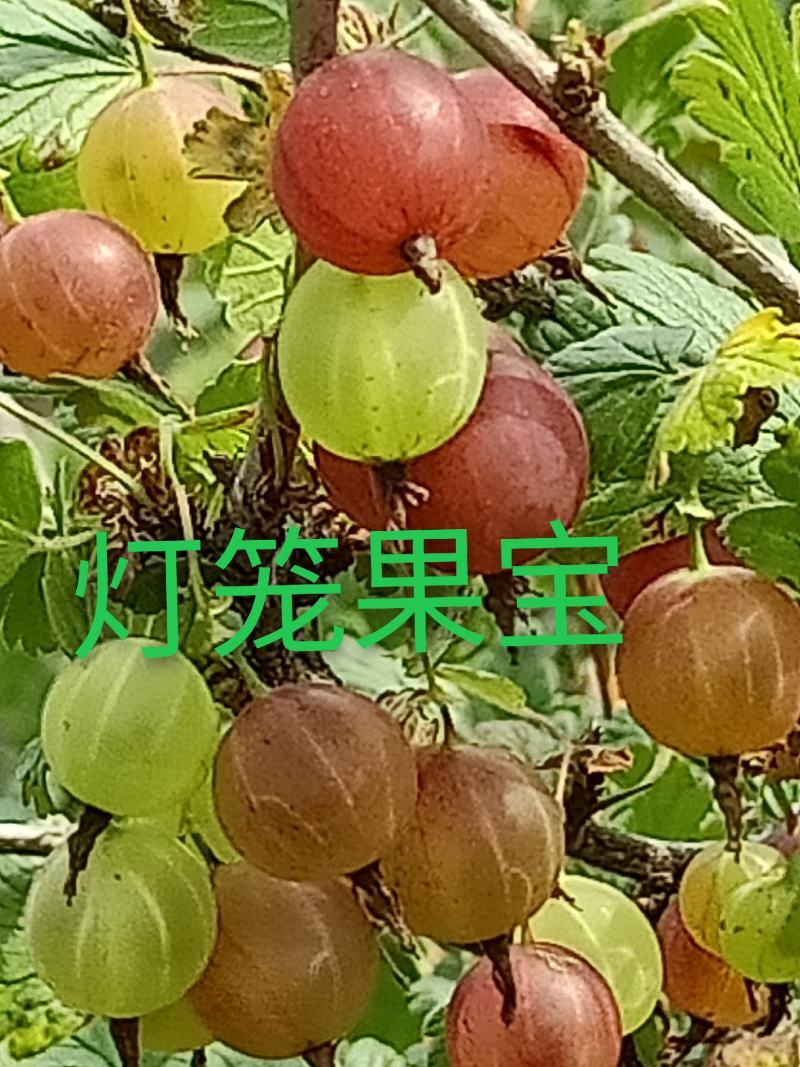 供应灯笼果苗，批发2年生挂果苗，一次性投资终身受益保证质