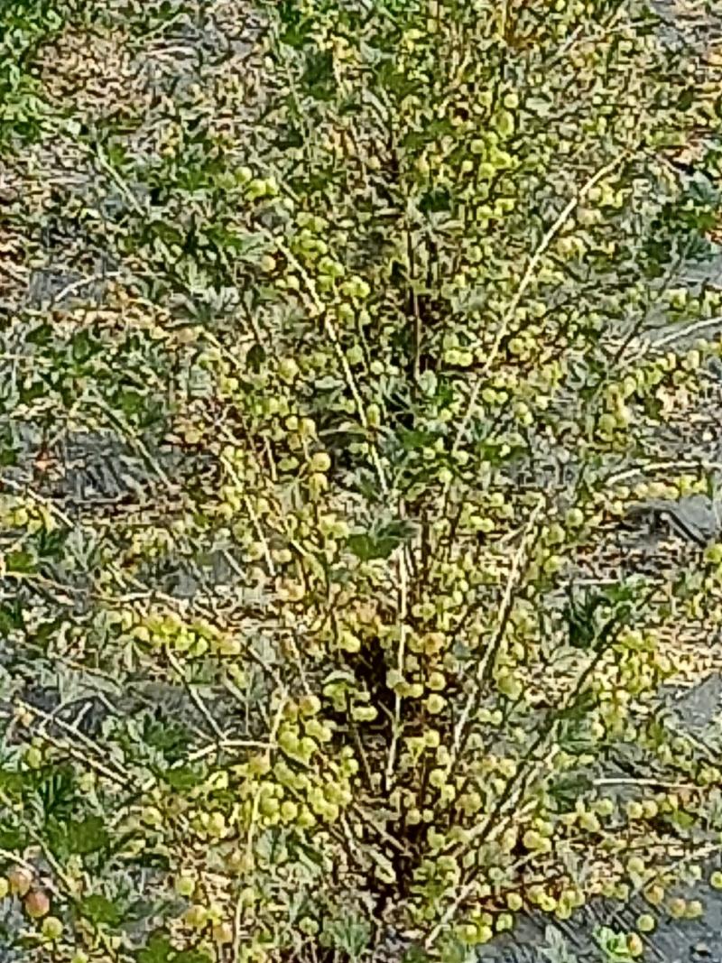 出售大墩子绿化灯笼果苗，它具有防风固沙，观花，赏景。