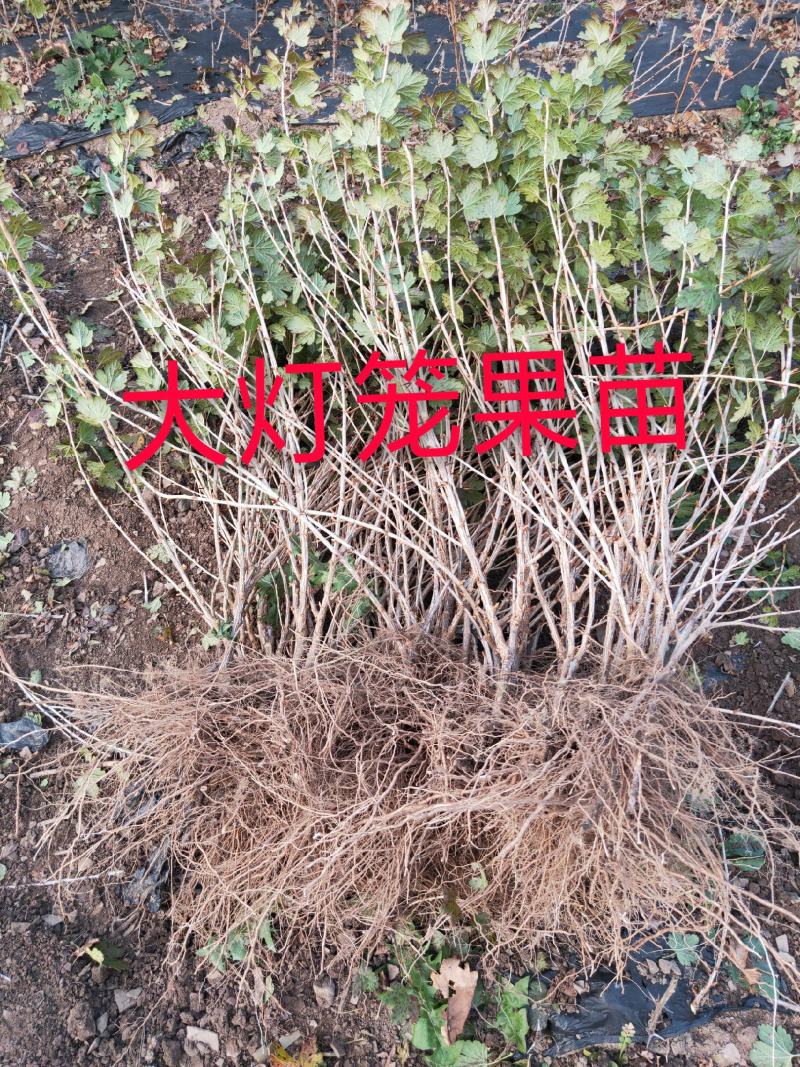 灯笼果苗，批发三年生大灯笼果苗，保证大果的而且特别好吃。