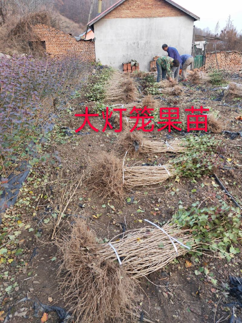 灯笼果苗，批发三年生大灯笼果苗，保证大果的而且特别好吃。
