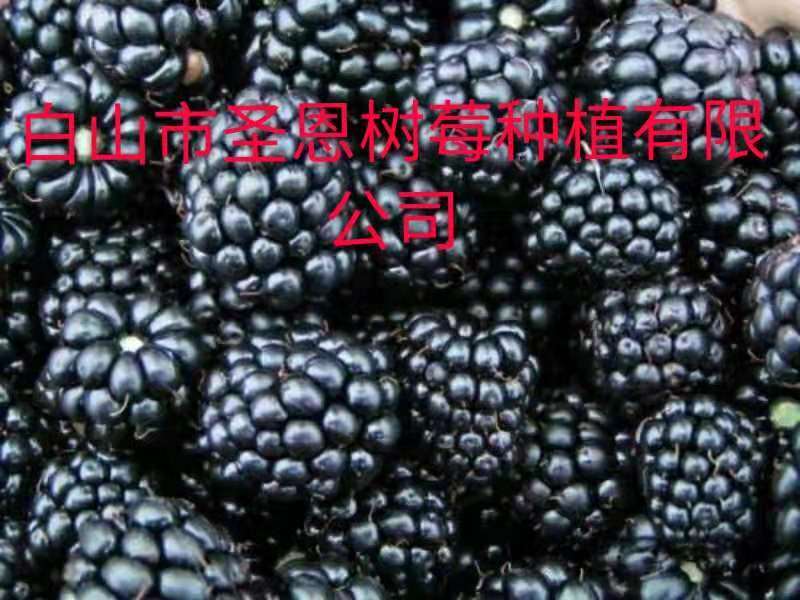 供俄罗斯黑树莓苗，当年栽苗当年挂果，产量高，吃起来特别甜