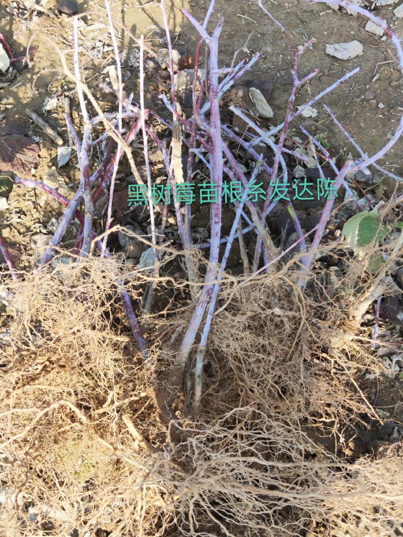 供俄罗斯黑树莓苗，当年栽苗当年挂果，产量高，吃起来特别甜