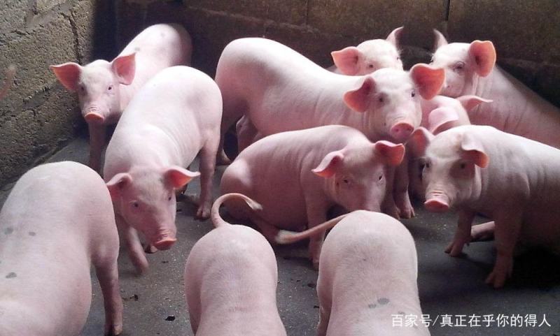常年出售【优质三元仔猪】防疫齐全，货源充足，免费送猪到家