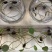 莲子种子苗河道公园专用