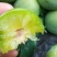 茂县正宗羌脆李大量上市