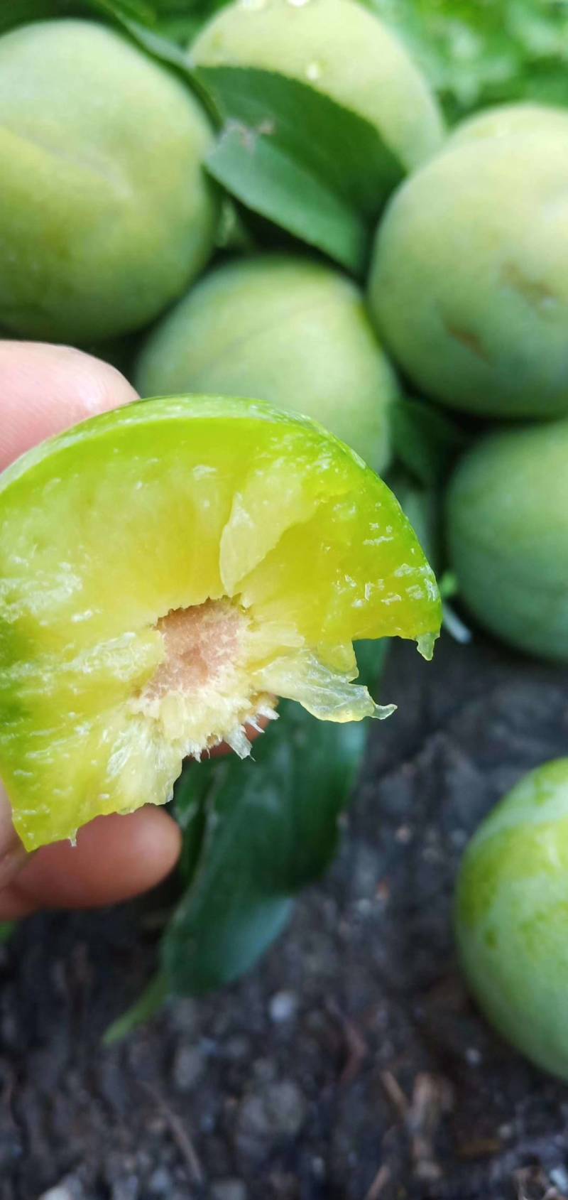 茂县正宗羌脆李大量上市