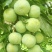 茂县正宗羌脆李大量上市