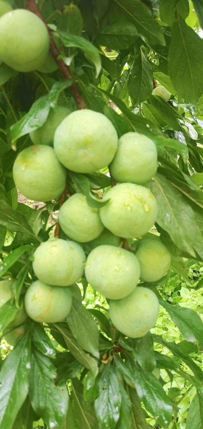 茂县正宗羌脆李大量上市
