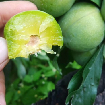 茂县正宗羌脆李大量上市