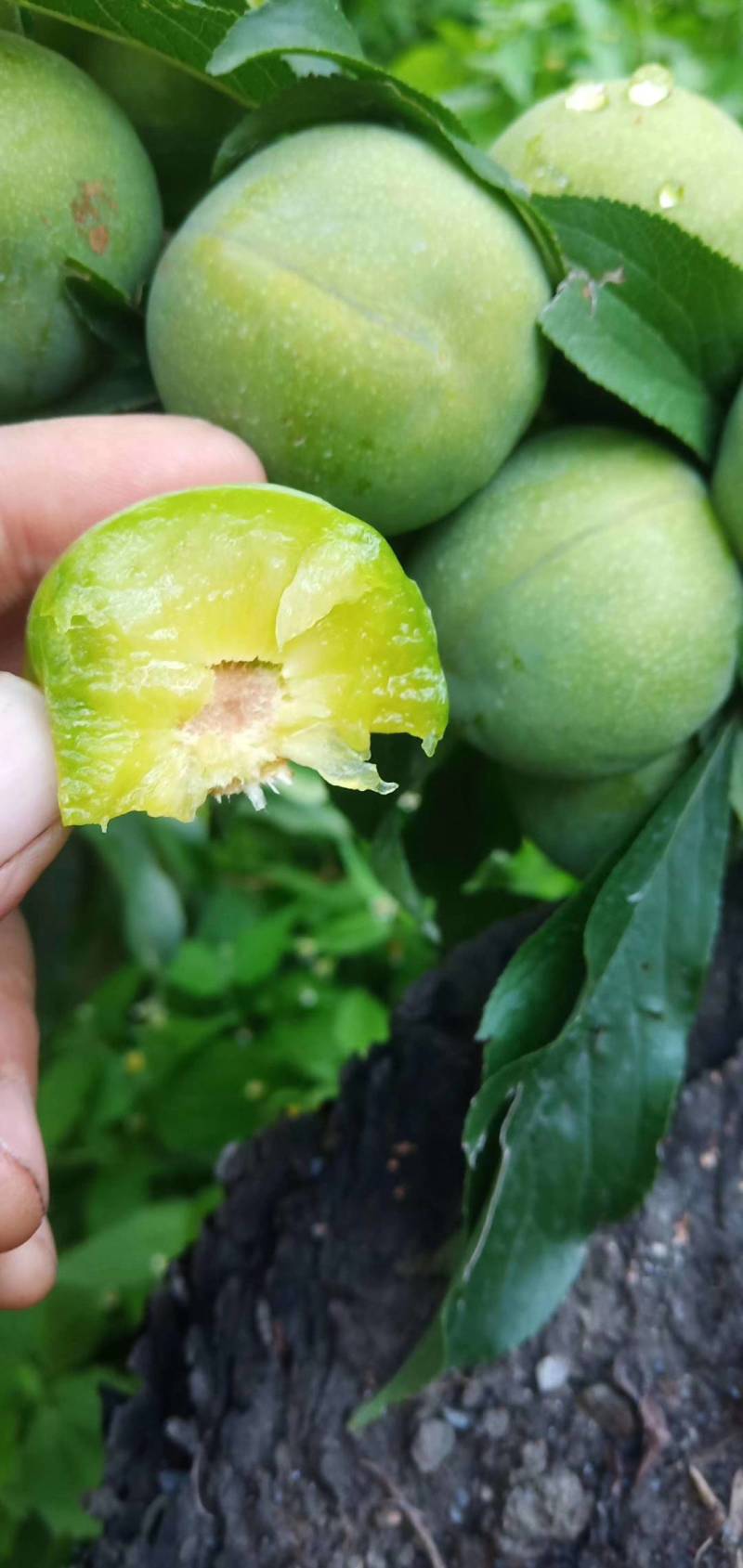 茂县正宗羌脆李大量上市